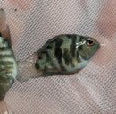 CUTE BLUE PARROT CROSS CONVICT CICHLID 1 to 1.5 INCH