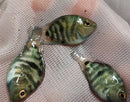 CUTE BLUE PARROT CROSS CONVICT CICHLID 1 to 1.5 INCH