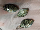 CUTE BLUE PARROT CROSS CONVICT CICHLID 1 to 1.5 INCH