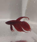 RED MALE VEILTAIL BETTA ( Betta splendens)