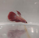 RED WHITE MALE VEILTAIL BETTA ( Betta splendens)