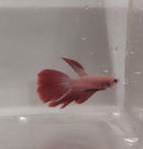 RED WHITE MALE VEILTAIL BETTA ( Betta splendens)