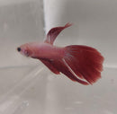 RED WHITE MALE VEILTAIL BETTA ( Betta splendens)