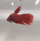RED MALE VEILTAIL BETTA ( Betta splendens)