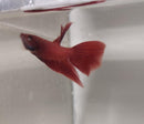RED MALE VEILTAIL BETTA ( Betta splendens)