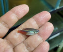 5 BEAUTIFUL NEON TETRA (Paracheirodon innesi)