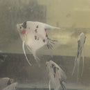 GREAT PLATINUM PANDA ANGELFISH SILVER DOLLAR BODY SIZE (Pterophyllum scalare)