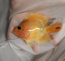 CUTE BLOOD PARROT CICHLID 2 INCHES UNSEXED