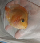 CUTE BLOOD PARROT CICHLID 2 INCHES UNSEXED