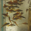 3 GORGEOUS NEON SWORDTAIL 1 MALE 2 FEMALE (Xiphophorus hellerii)