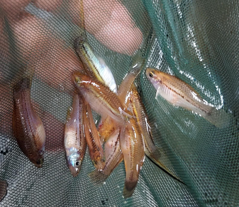 3 GREAT GOLD SWORDTAIL 1 MALE 2 FEMALE (Xiphophorus hellerii)
