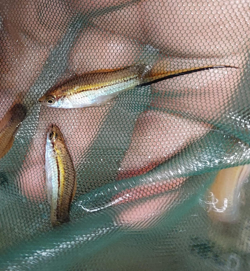 3 GREAT GOLD SWORDTAIL 1 MALE 2 FEMALE (Xiphophorus hellerii)