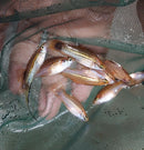 3 GREAT GOLD SWORDTAIL 1 MALE 2 FEMALE (Xiphophorus hellerii)