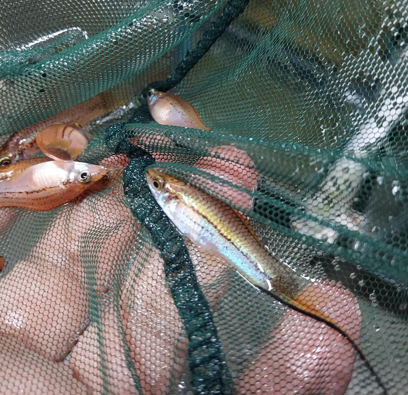 3 GREAT GOLD SWORDTAIL 1 MALE 2 FEMALE (Xiphophorus hellerii)