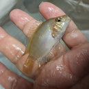 JUVENILES PINK JACK DEMPSEY 1.5 TO 2 INCHES UNSEXED (Rocio octofasciata)