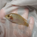 JUVENILES PINK JACK DEMPSEY 1.5 TO 2 INCHES UNSEXED (Rocio octofasciata)