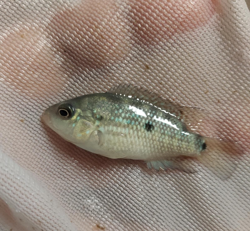 GREAT TAMASOPO CICHLID 1.5 INCHES UNSEXED ( Herichthys tamasopensis)