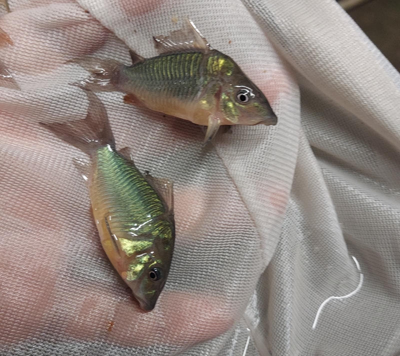 2 PACK OUTSTANDING EMERALD GREEN CORY (Brochis splendens)