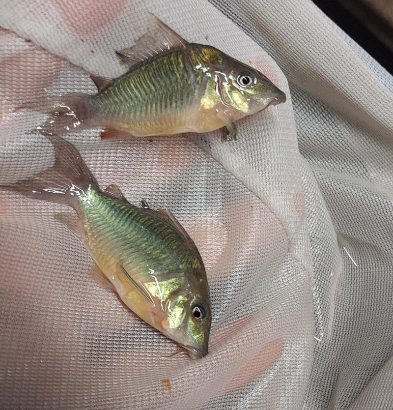 2 PACK OUTSTANDING EMERALD GREEN CORY (Brochis splendens)