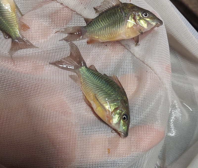 2 PACK OUTSTANDING EMERALD GREEN CORY (Brochis splendens)