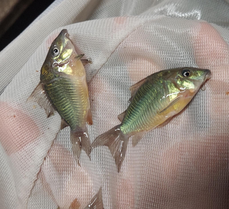 2 PACK OUTSTANDING EMERALD GREEN CORY (Brochis splendens)