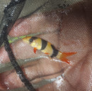 COLORFUL CLOWN LOACH UNSEXED 1.5" (Chromobotia macracantha)