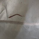 CUTE KUHLI LOACH 1.5 TO 2 INCHES (Pangio kuhlii)