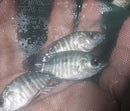 THE YELLOW MOJARRA 1.75 TO 2 INCHES UNSEXED (Caquetaia kraussii)