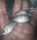 THE YELLOW MOJARRA 1.75 TO 2 INCHES UNSEXED (Caquetaia kraussii)