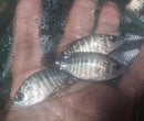 THE YELLOW MOJARRA 1.75 TO 2 INCHES UNSEXED (Caquetaia kraussii)