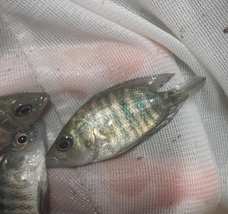 THE YELLOW MOJARRA 1.75 TO 2 INCHES UNSEXED (Caquetaia kraussii)