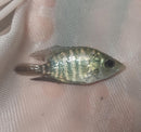 THE YELLOW MOJARRA 1.75 TO 2 INCHES UNSEXED (Caquetaia kraussii)