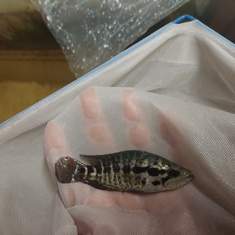 JAGUAR CICHLID 3" UNSEXED (Parachromis managuensis)