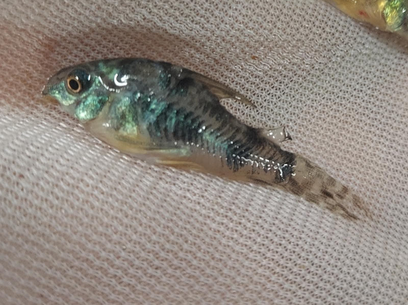 2 COLORFUL PEPPERED CORY'S LARGE 1.5 INCHES (Corydoras paleatus)