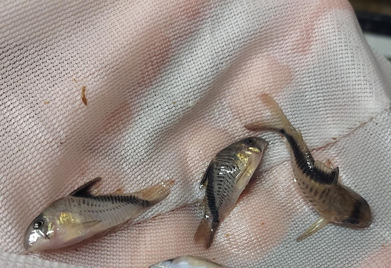 2 GREAT FALSE BANDIT CORY'S LARGE 1.5 INCHES (Corydoras melini)