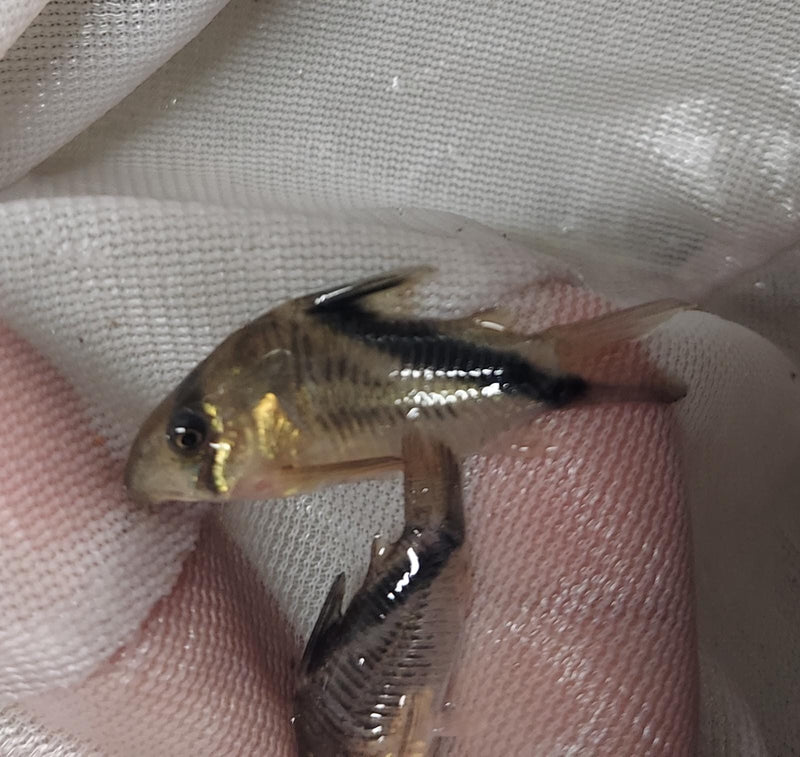 2 GREAT FALSE BANDIT CORY'S LARGE 1.5 INCHES (Corydoras melini)