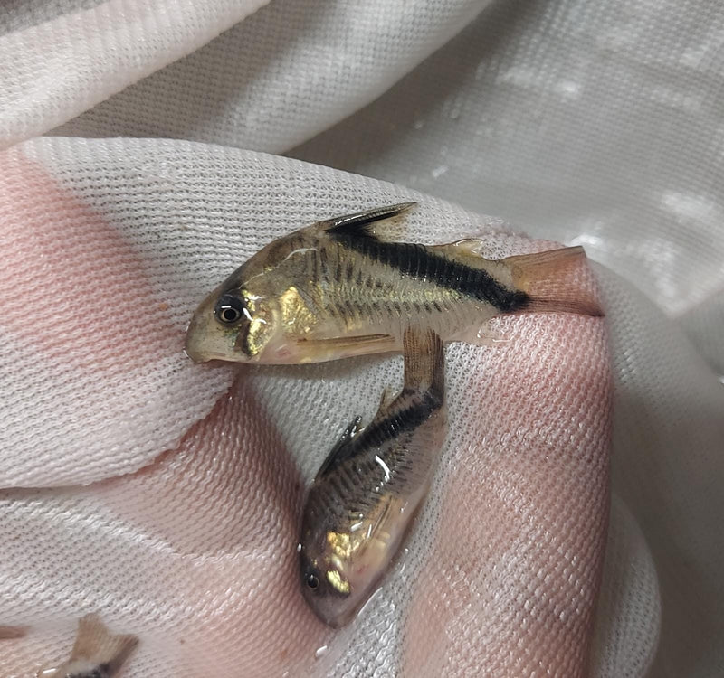 2 GREAT FALSE BANDIT CORY'S LARGE 1.5 INCHES (Corydoras melini)