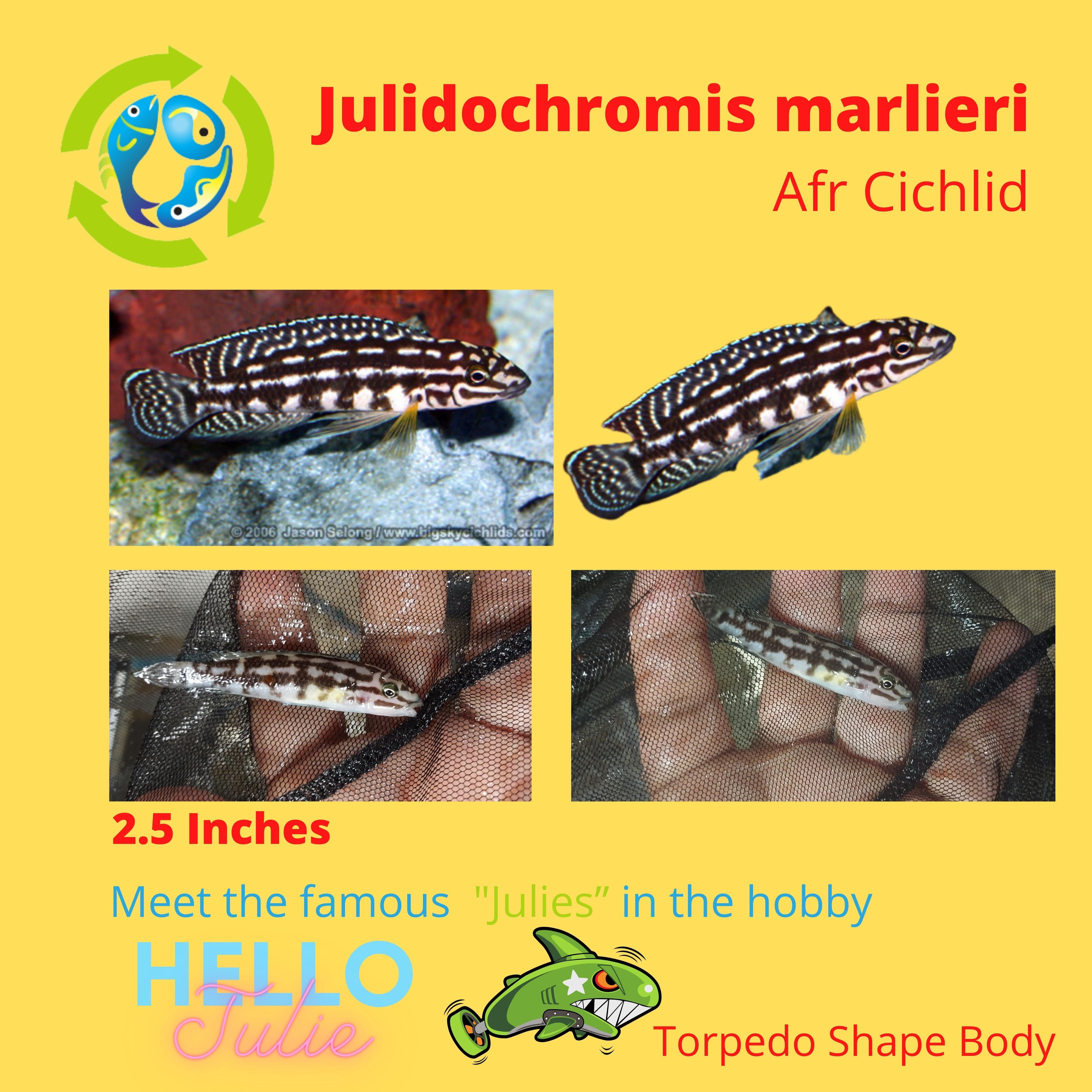 JULIDOCHROMIS MARLIERI 2 INCHES