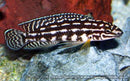 JULIDOCHROMIS MARLIERI 2 INCHES
