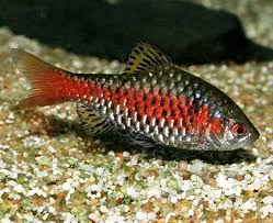 2 X AMAZING JUMBO ODESSA BARB 2 INCH UNSEXED
