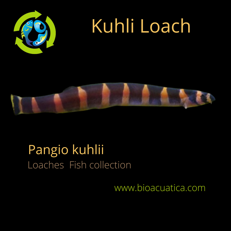 CUTE KUHLI LOACH 1.5 TO 2 INCHES (Pangio kuhlii)