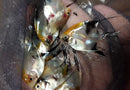 CUTE KOI ANGELFISH NICKEL BODY SIZE