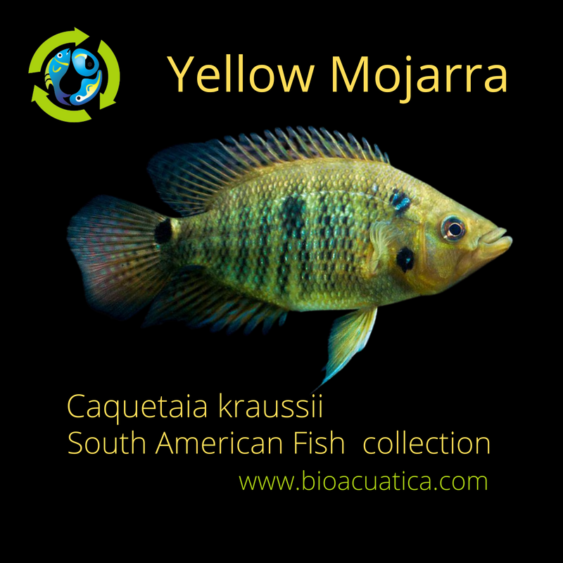 THE YELLOW MOJARRA 1.75 TO 2 INCHES UNSEXED (Caquetaia kraussii)