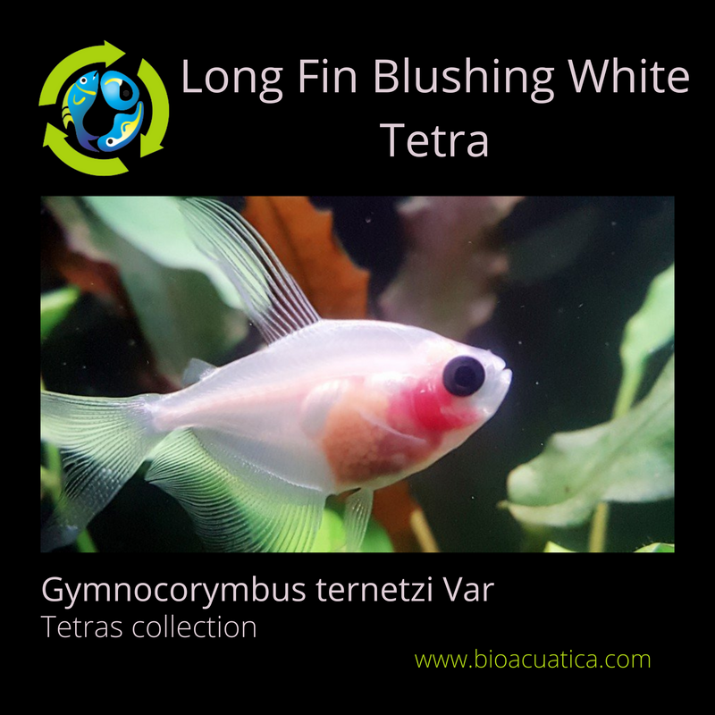 BEAUTIFUL 3 LONG FIN BLUSHING WHITE TETRA (Gymnocorymbus ternetzi, var)