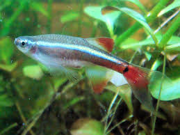 5 CUTE WHITE CLOUD LONG FIN MINNOW 1"