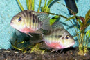 F1 RED BREAST CICHLID CRIBROHEROS LONGIMANUS 3"