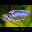 2 LAVENDER GOURAMI 1.5 TO 2" WONDERFUL ANABANTOIDS (Trichogaster trichopterus)
