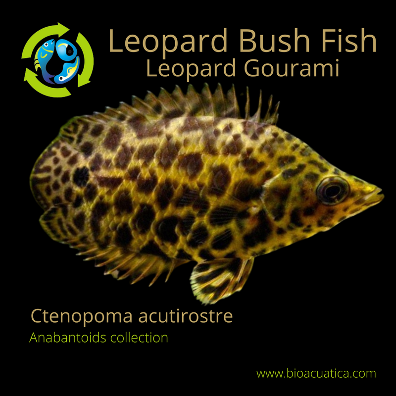 CUTE & BEAUTIFUL SPOTTED LEOPARD GOURAMI 1 INCH (Ctenopoma acutirostre)