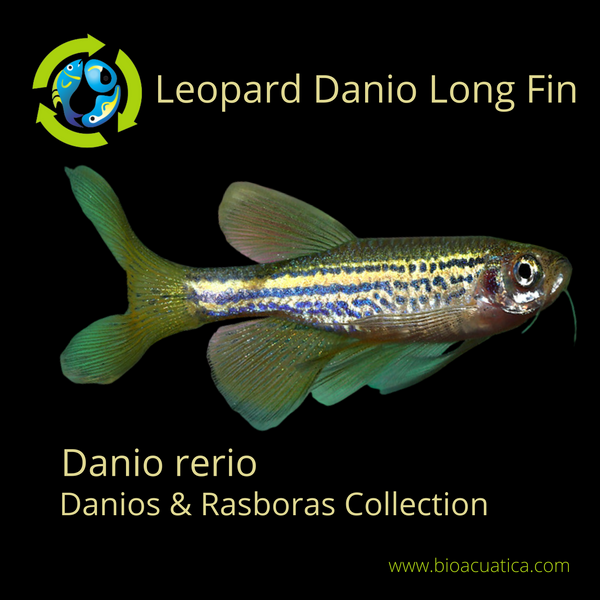 6 BEAUTIFUL LEOPARD LONG FIN DANIO (Danio rerio)