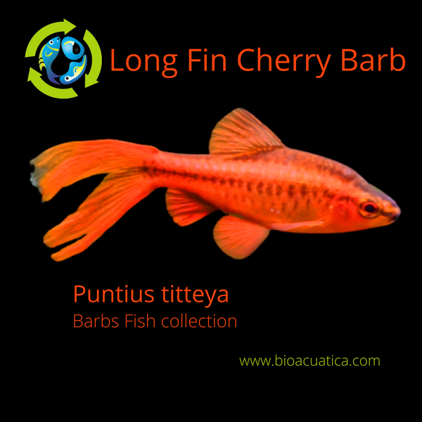 3 BEAUTIFUL LONG FIN CHERRY BARB ONLY FEMALES (Puntius titteya)